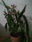 Mon Zygopetalum :)
