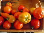 dernières tomates.jpg