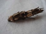 mai 2008 010 bis.jpg