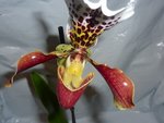 paphiopedilum 1.jpg