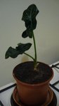 herbe 001.JPG