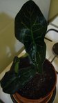 herbe 003.JPG