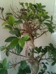 arbre 1.jpg