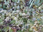fleurs roses et blanches fin d'été à l'automne