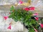 vient d'une présentation. Toujours en fleurs actuellement.