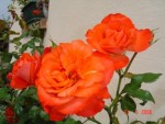 DSC02723.JPG