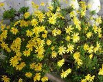 P1010452 - Copie.JPG