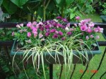 DSC02720.JPG