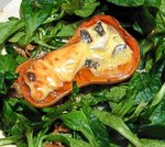 butternut1-missalaa.256JPG.jpg