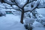 La serre a tenue sous le poids de la neige.jpg