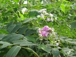jardin bingerville11 [50%].JPG