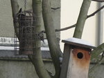 oiseaux 016.JPG