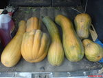 la voila courge