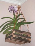 orchidee.jpg