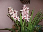 orchidee 2.jpg