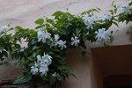 DSC_8636.jpg