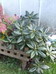 Rhododendron.JPG