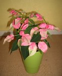 Plante