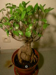PICT7138.JPG