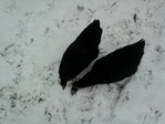 Poules dans la neige