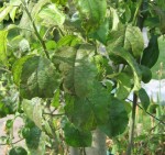 feuille du pommier