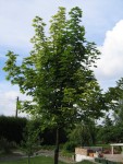 arbre inconu