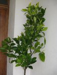 IMG_0484A.jpg