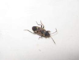 insecte.JPG
