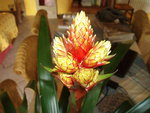 plante 002.jpg
