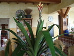 plante 004.jpg