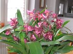 et ses jolies fleurs