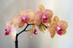 orchidee-phalaenopsis-242550.jpg