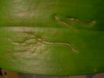 PICT7146.JPG