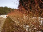 Voici un arbre à taille adulte. Ces plantes ont 30 ans<br />C'est la variété Brigitta