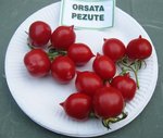 ORSARA PEZUTE.JPG