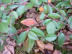 plante détail.jpg