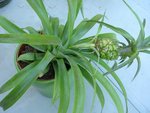 Ananas.JPG
