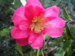 Camélia Sasanqua 'Kanjiro'