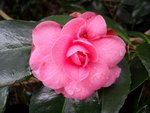 Camellia Japonica 'Paolina Guichardini'
