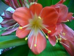 Clivia