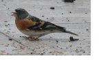Quel est cet oiseau ?