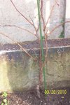 100_0477L.jpg