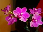 Ma mini-orchidée