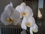 Mon orchidée blanche