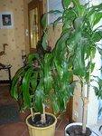 Dracaena 4.JPG