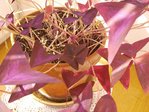 oxalis 4.jpg