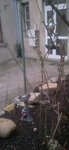 rosier buisson