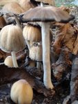 DSC03306.jpg