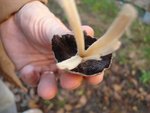 Dessous du champignon. Le pied s'est abimé lorsque je l'ai cueilli