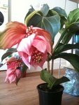 la plante